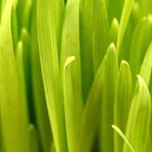 ddos攻击在哪能买到